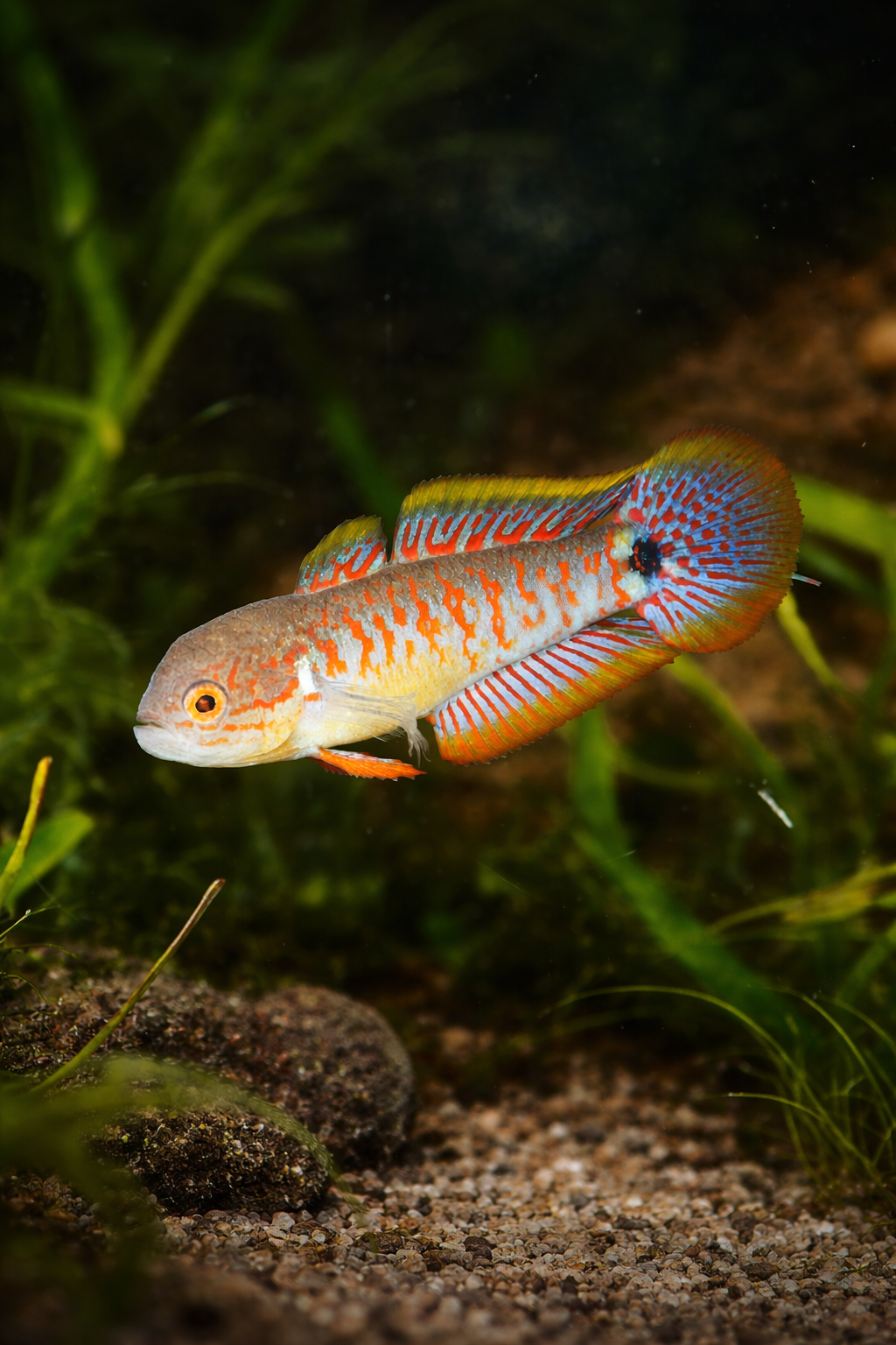 3 Peacock Gudgeon