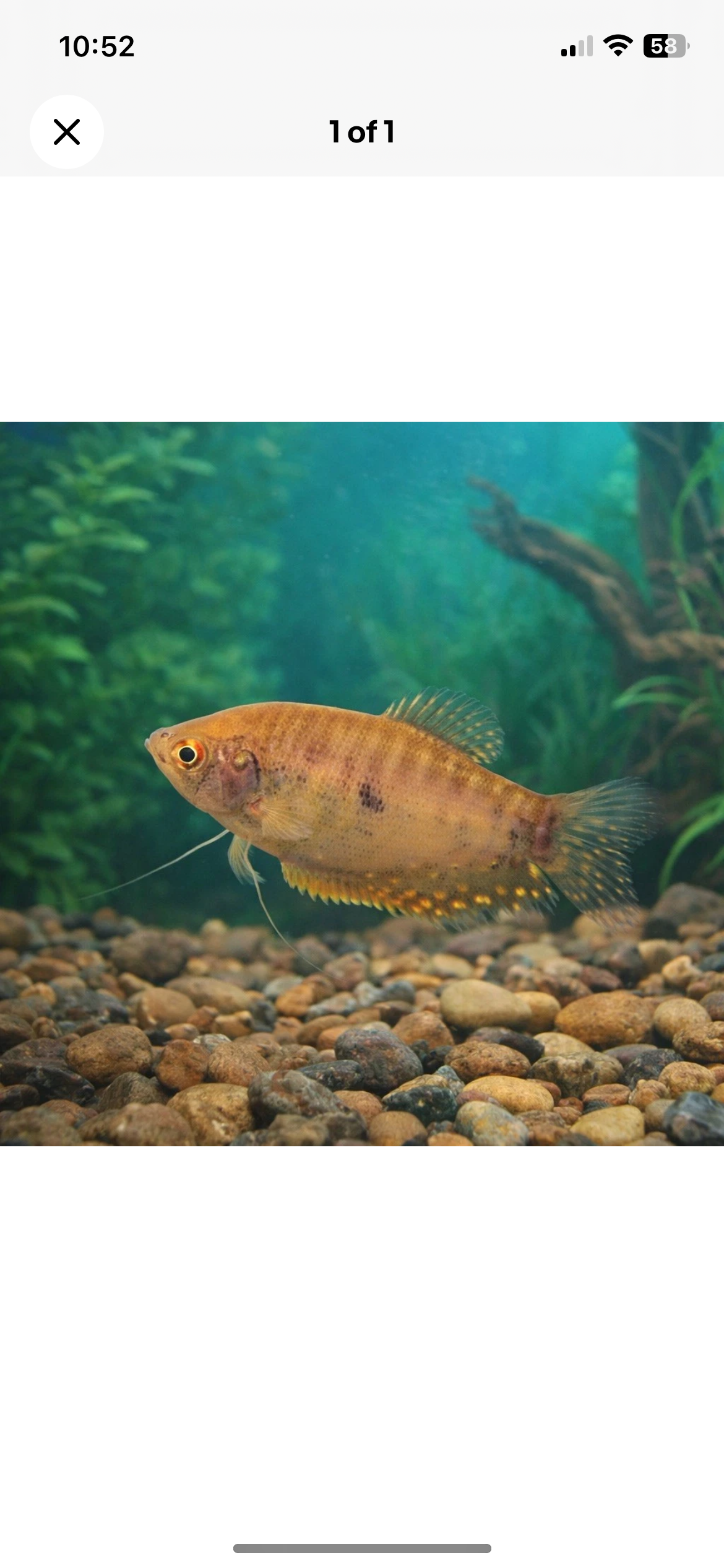 3 Gold Gourami