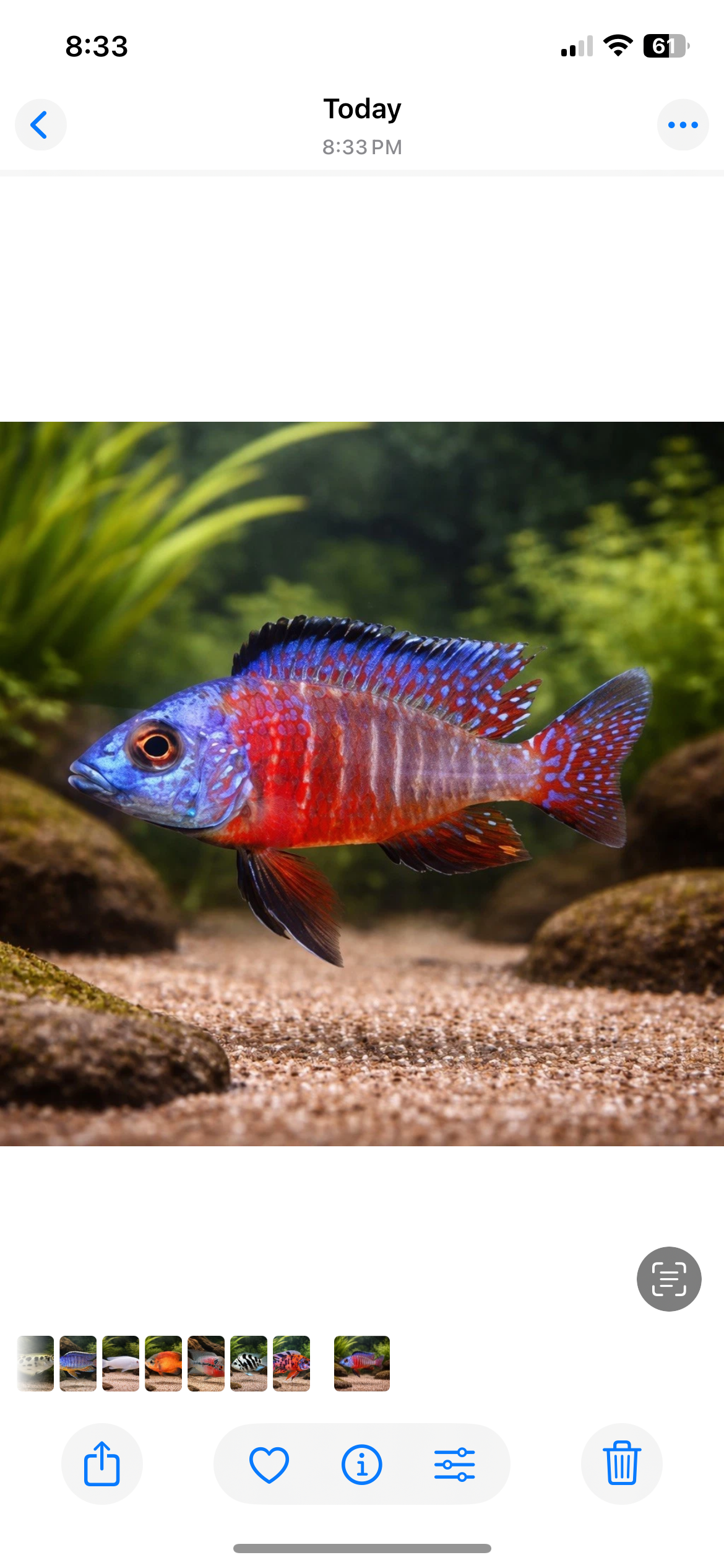 2 Peacock Cichlid Red 1” inch