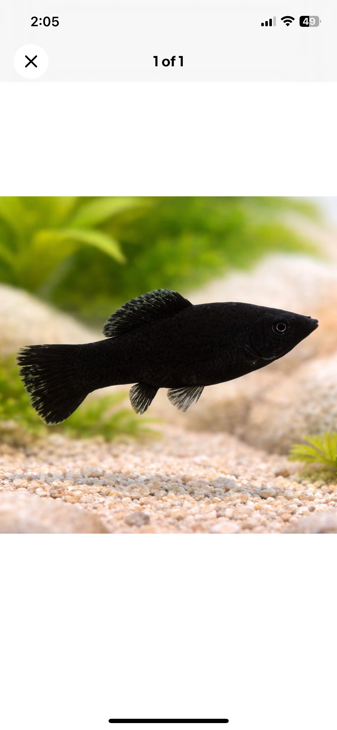 5 Black Molly