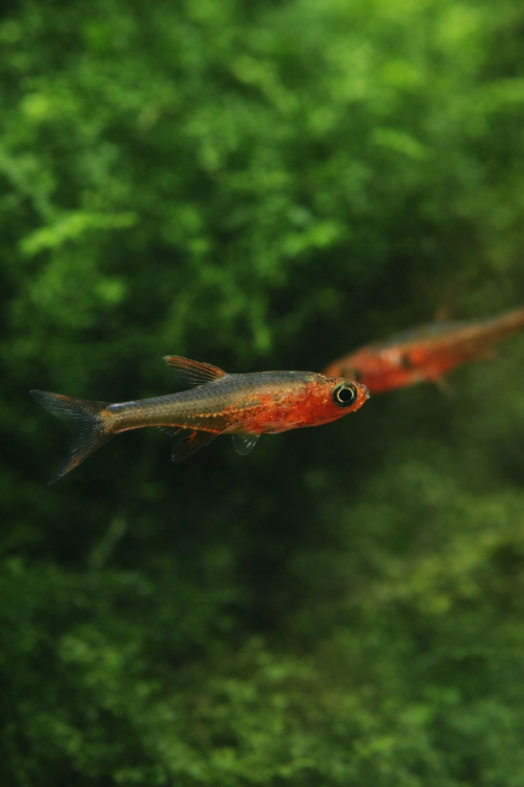 10 Red Axelrodi Rasbora