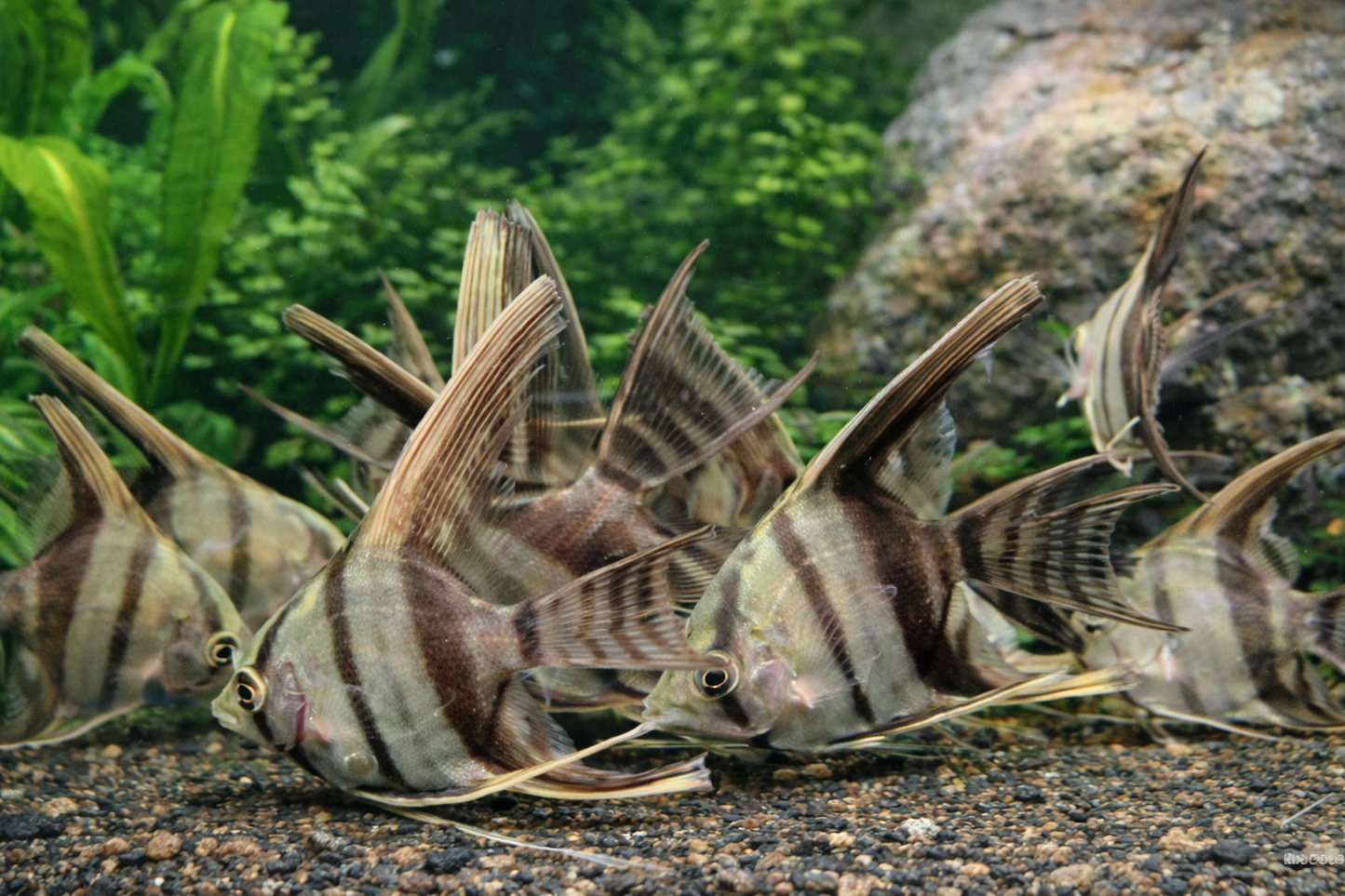 3 Half Black Angelfish