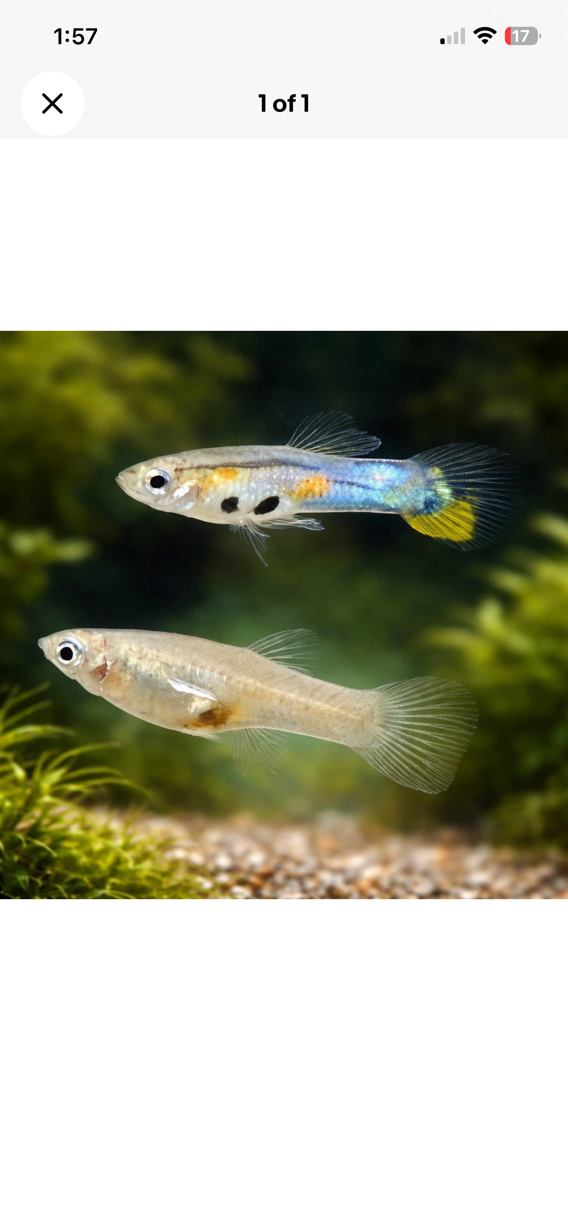 50 Feeder Guppies