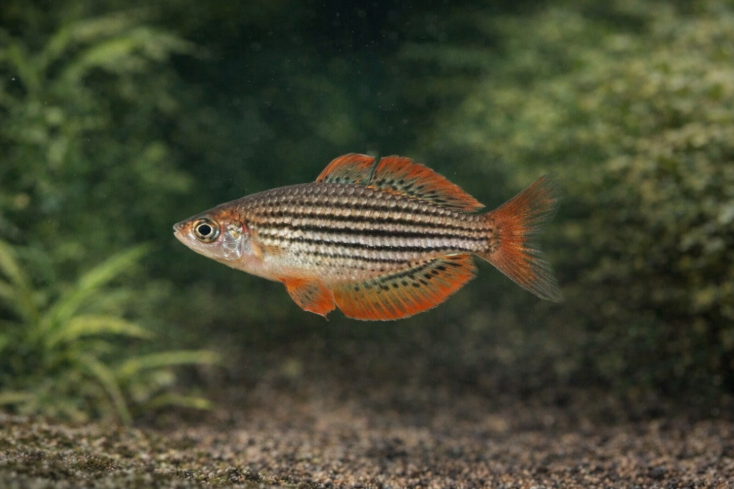 Maccullochi Rainbowfish