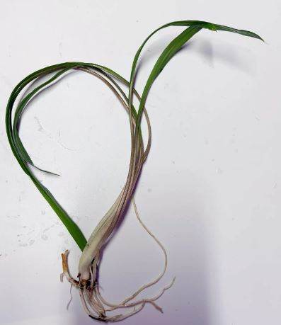 CRYPTOCORYNE SPIRALIS 1 PLANT -Freshwater Aquatic Live Plants
