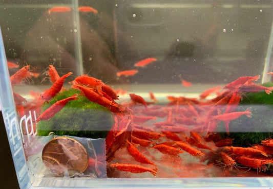 Blood Mary Shrimp