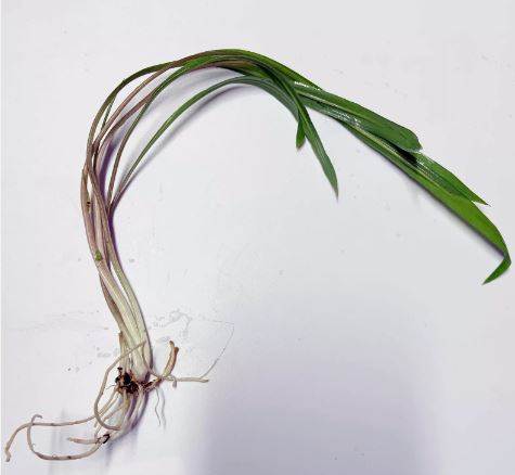 CRYPTOCORYNE SPIRALIS 1 PLANT -Freshwater Aquatic Live Plants