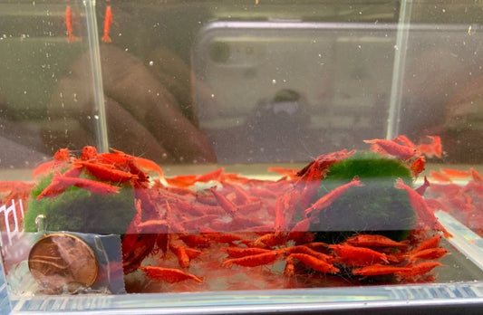 Blood Mary Shrimp