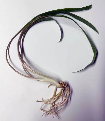 CRYPTOCORYNE SPIRALIS 1 PLANT -Freshwater Aquatic Live Plants