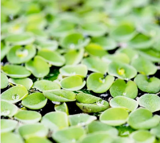 DUCKWEED indoor grown - Freshwater Aquatic Live Plants