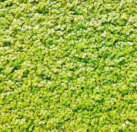 DUCKWEED indoor grown - Freshwater Aquatic Live Plants