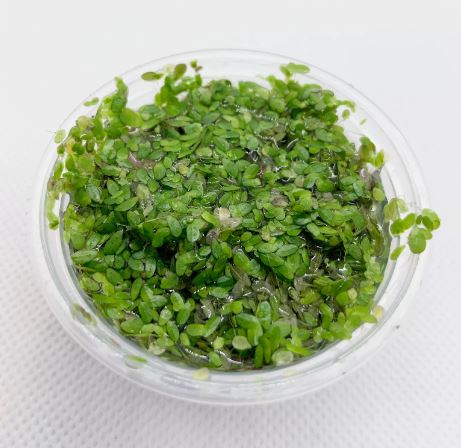 DUCKWEED indoor grown - Freshwater Aquatic Live Plants