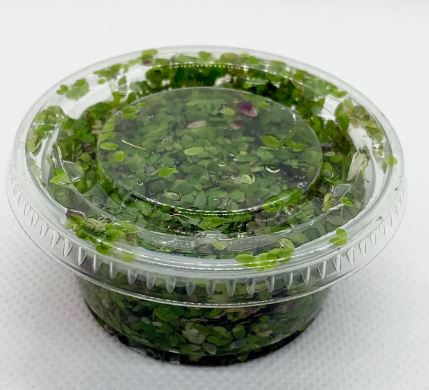 DUCKWEED indoor grown - Freshwater Aquatic Live Plants