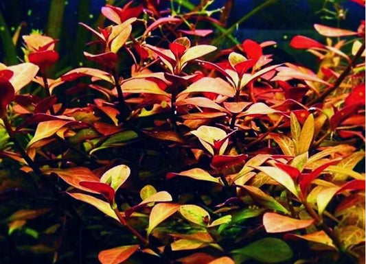 Ludwigia Palustris Red - Vibrant Aquarium Live Plant