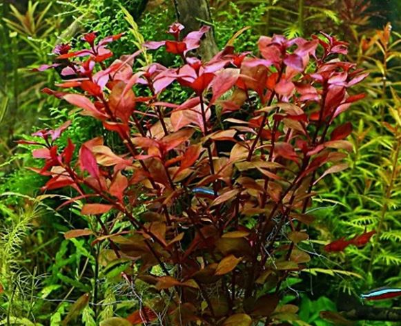 Ludwigia Palustris Red - Vibrant Aquarium Live Plant