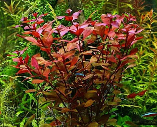 Ludwigia Palustris Red - Vibrant Aquarium Live Plant
