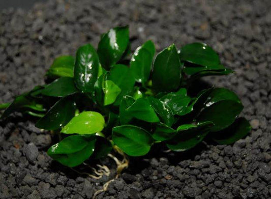 ANUBIAS NANA PETITE