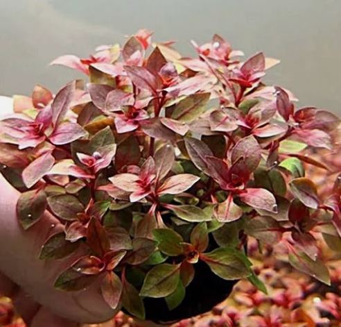 Ludwigia Palustris Red - Vibrant Aquarium Live Plant