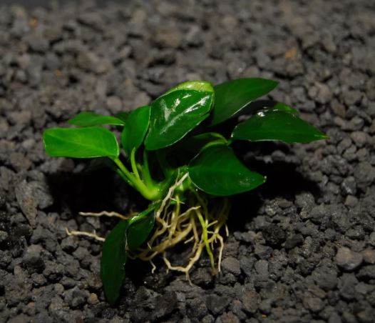 ANUBIAS NANA PETITE
