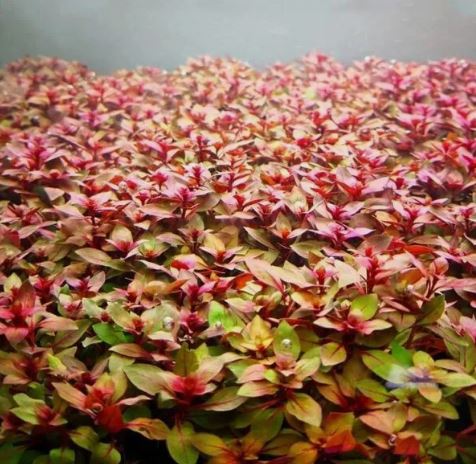 Ludwigia Palustris Red - Vibrant Aquarium Live Plant