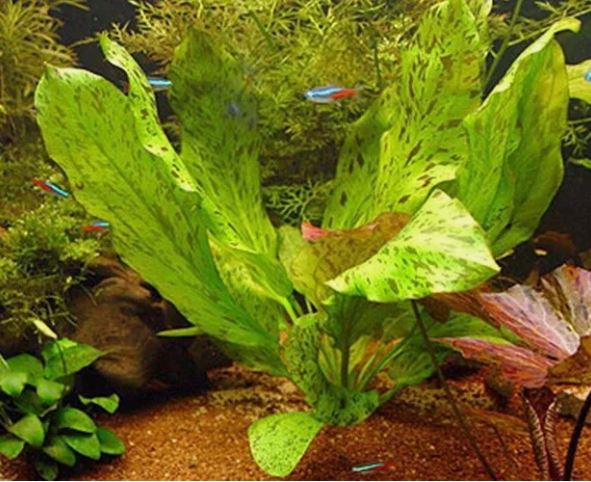 ECHINODORUS OZELOT RED ONE BUNDLE - Aquatic Live Plants