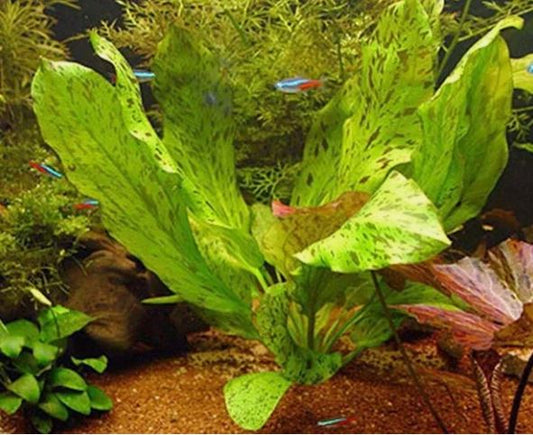 ECHINODORUS OZELOT RED ONE BUNDLE - Aquatic Live Plants