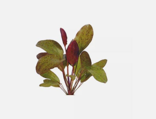 ECHINODORUS OZELOT RED ONE BUNDLE - Aquatic Live Plants