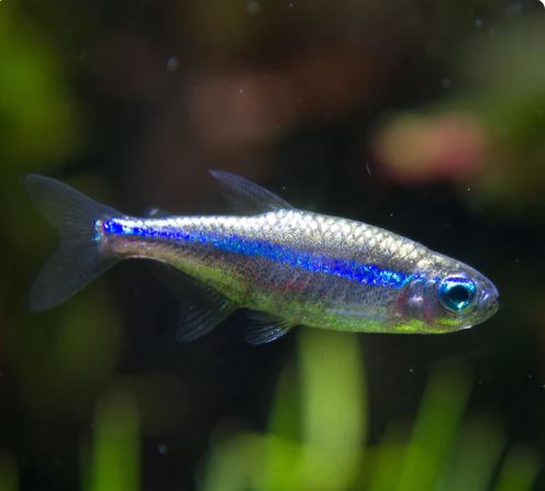 Green Neon Tetra