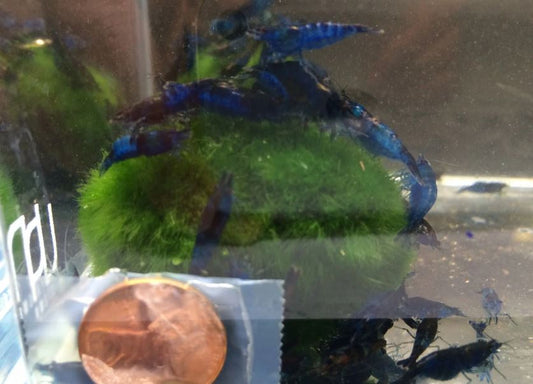 Blue Rili Shrimp