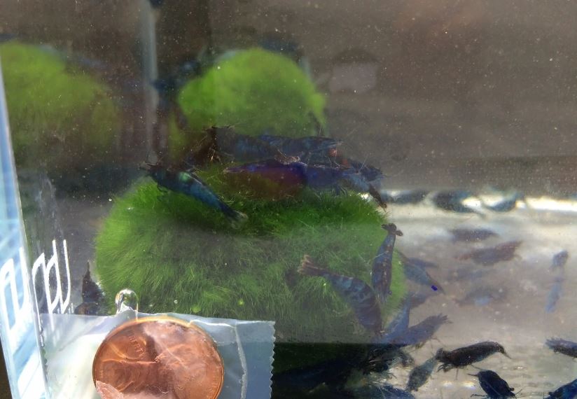 Blue Rili Shrimp