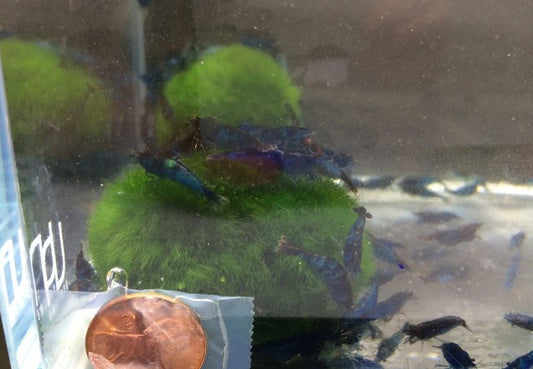 Blue Rili Shrimp
