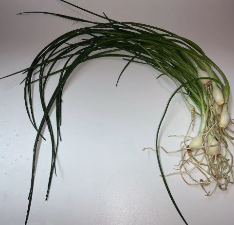 Water onion 1 plant