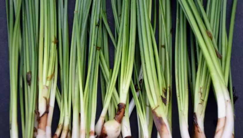 Water onion 1 plant