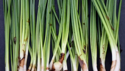 Water onion 1 plant