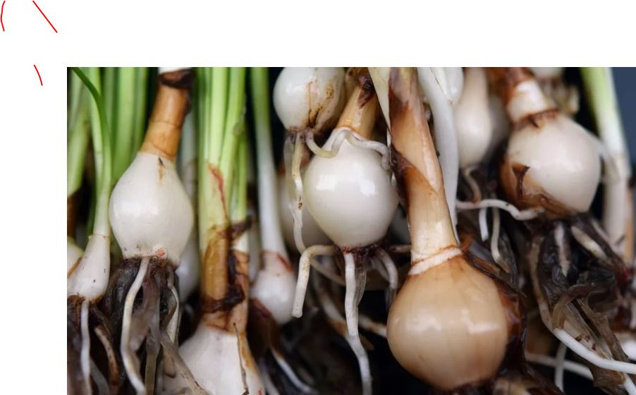 Water onion 1 plant