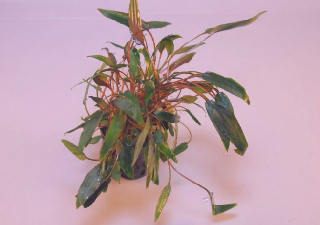 CRYPTOCORYNE MIOYA 1 POT -Freshwater Aquatic Live Plants