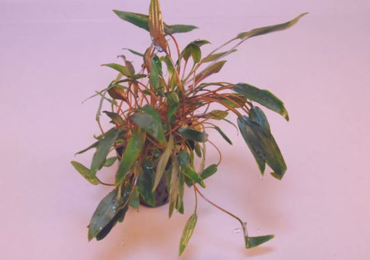 CRYPTOCORYNE MIOYA 1 POT -Freshwater Aquatic Live Plants