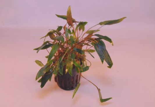 CRYPTOCORYNE MIOYA 1 POT -Freshwater Aquatic Live Plants