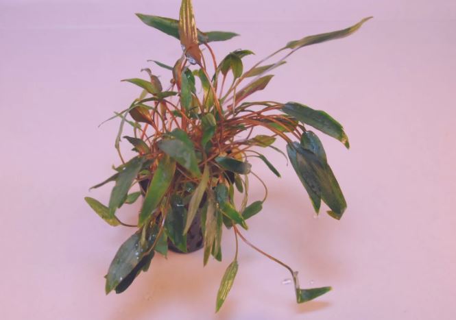 CRYPTOCORYNE MIOYA 1 POT -Freshwater Aquatic Live Plants