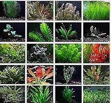 Beginner 10 Aquarium Live Plants Bundle Pack (10 Plants) Live Aquarium Plants