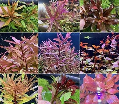 Beginner 10 Aquarium Live Plants Bundle Pack (10 Plants) Live Aquarium Plants