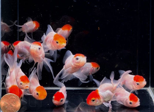 Red Cap Oranda Goldfish - 2-2.5"