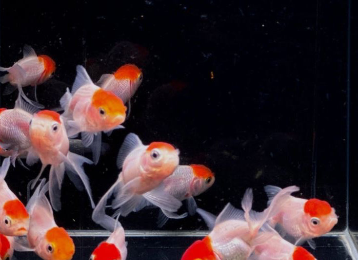 3 Red Cap Oranda Goldfish - 2-2.5"