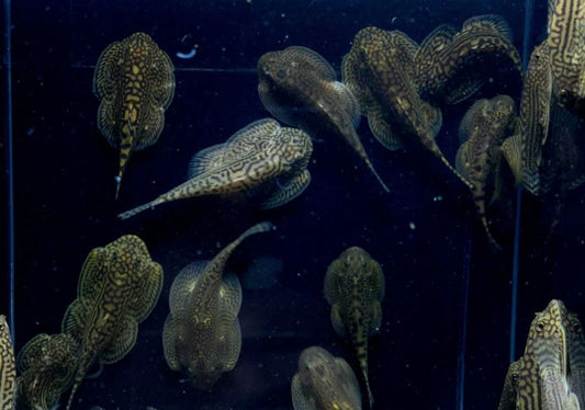 Hillstream Loach / Sewellia lineolata