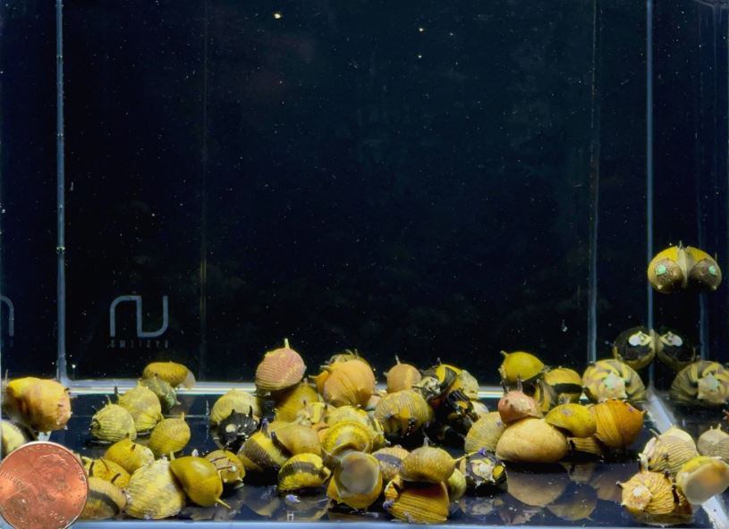 Horned Nerite Snail, Assorted