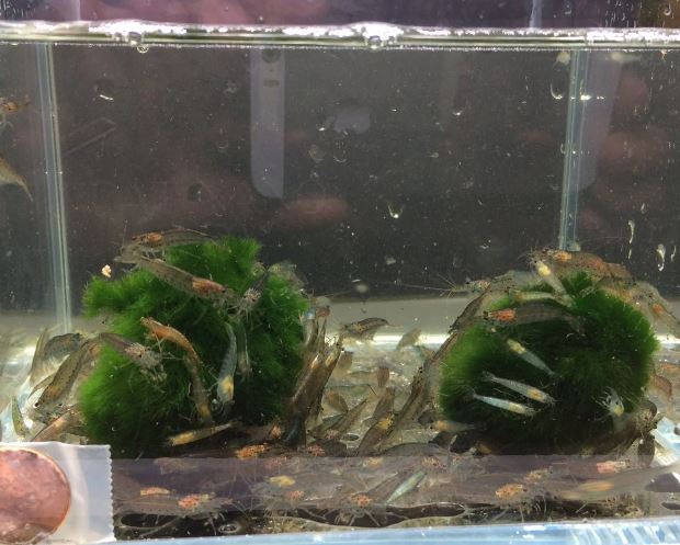Amano Shrimp S