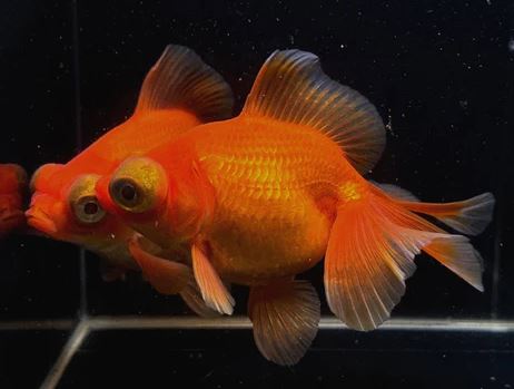 Red Butterfly Tail Goldfish - 4-4.5"