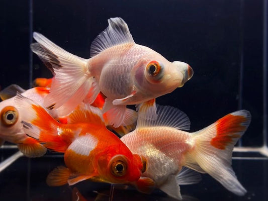 Red & White Butterfly Tail Goldfish - 2.5-2.75"