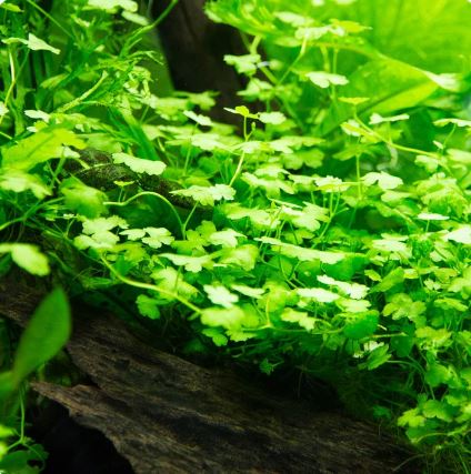 Dwarf Pennywort 'Japan H.tripartita Live Aquarium Plants