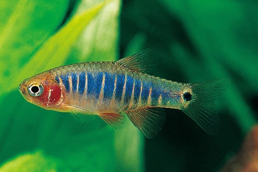 Emerald Dwarf Rasbora